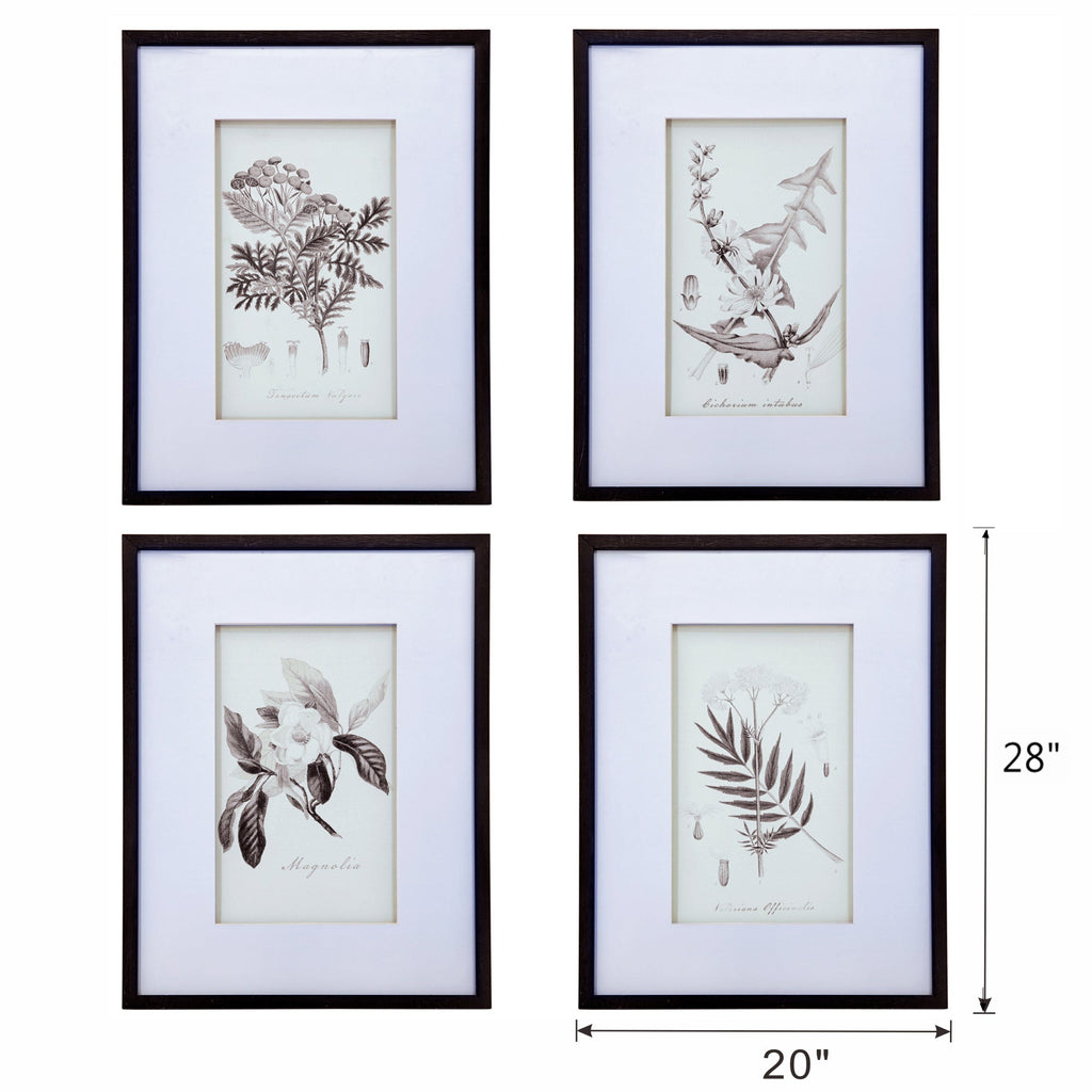 Verdura Botanica: Four-Print Houseplant Pencil Art Set