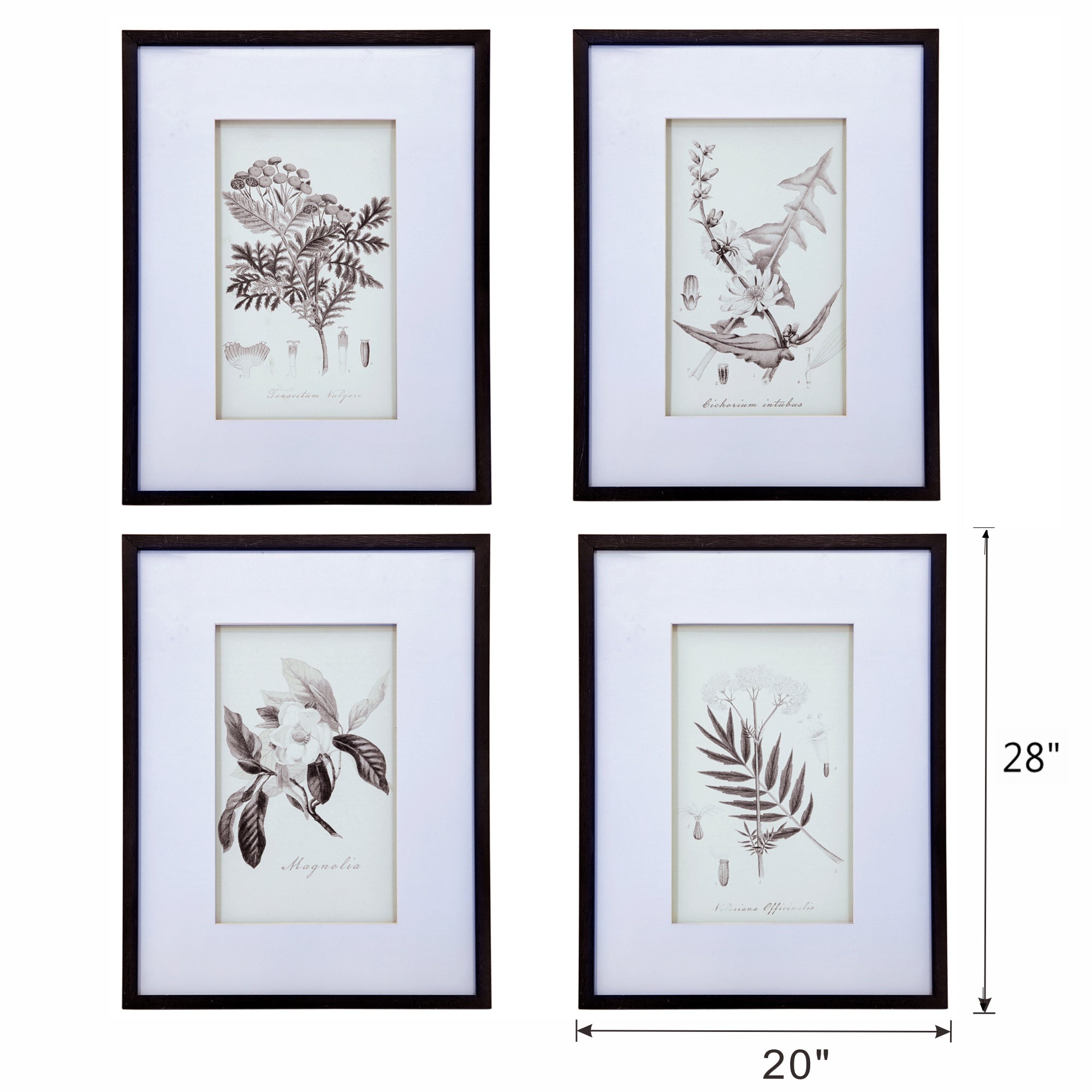Verdura Botanica: Four-Print Houseplant Pencil Art Set