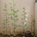 Artificial Bamboo Stem Faux Screen Plant Set of 10